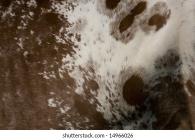 Appaloosa Horse Fur Pattern For Background