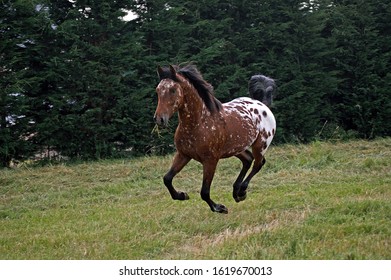 Appaloosa Horse Galloping  on grass 