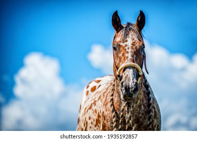 Appaloosa Horse in the nature