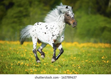 Appaloosa horse runs gallop on the meadow in summer time  