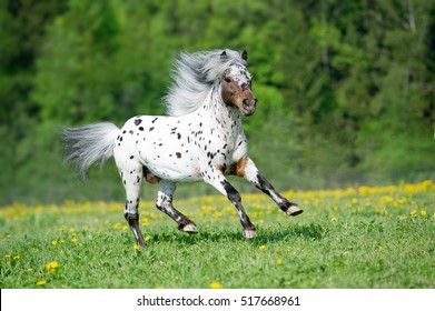 Appaloosa horse runs gallop on the meadow in summer time