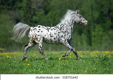 Appaloosa horse runs gallop on the meadow in summer time