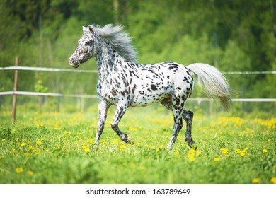 Appaloosa horse runs trot on the meadow in summer time  