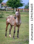 Appaloosa horse standing in the grass