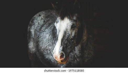 Appaloosa At Local Horse Sanctuary