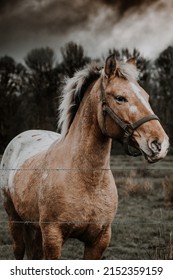appaloosa pony moody boho horse portrait