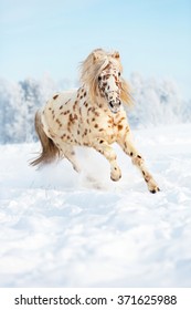 Appaloosa pony running gallop in winter meadow