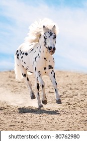 Appaloosa pony runs gallop in dust on sky background