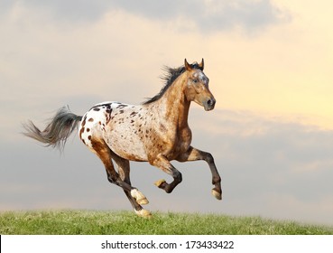 appaloosa stallion