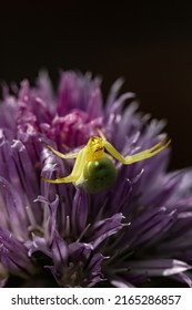 Apparently the crab spider is sunning itself on a chive flower