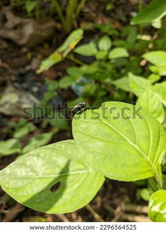 Apparition of a fly on a green leaf 