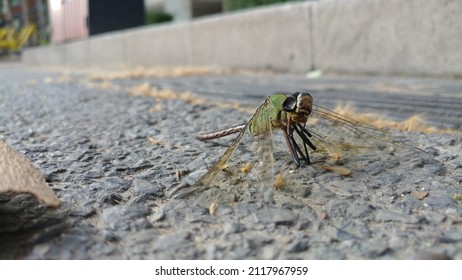 The Appearance Of A Dragonfly Dead On Asphalt Looks Like A Plane Crash Landing.