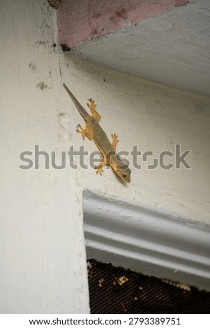 appearance of a lizard relaxing on the wall of the house