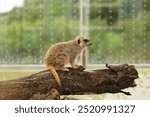 The appearance of a meerkat looking at something