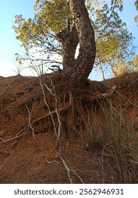 The appearance of the pine tree trunk is due to the effects of harsh natural factors such as erosion and soil erosion