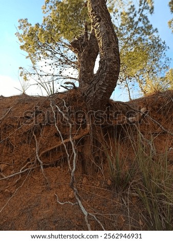 The appearance of the pine tree trunk is due to the effects of harsh natural factors such as erosion and soil erosion