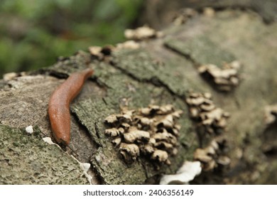 the appearance of a slug climbing a tree