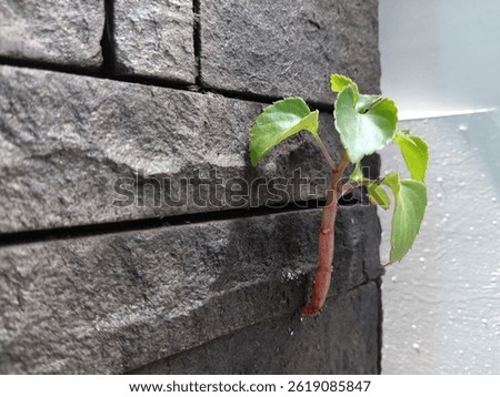 The appearance of a tree plant growing between the stones of a wall in one of the houses