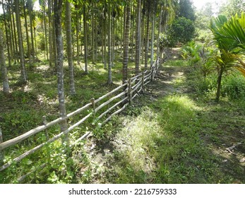 The Appearance Of A Wooden Fence In A Garden As A Boundary Line For Land Ownership.