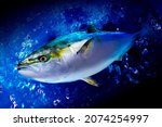 The appearance of yellowtail swimming in the sea.  Yellowtail inhabits the waters where the Pacific Ocean and the Kuroshio Current collide with each other, and is caught on average throughout the year