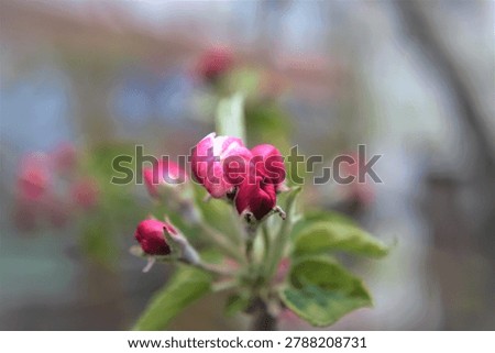 Appel tree Brach blooming in spring time