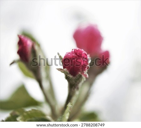 Appel tree Brach blooming in spring time