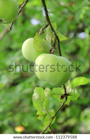 Appels in Tree