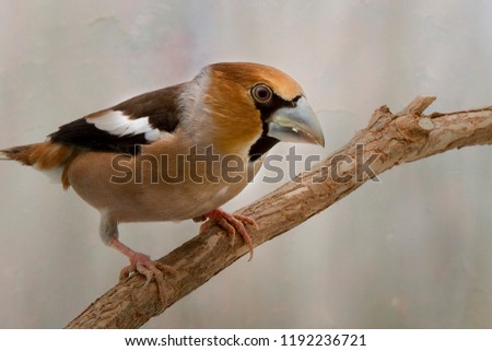 Similar – Hawfinch