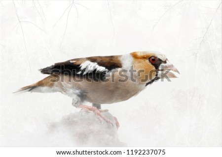 Similar – Hawfinch