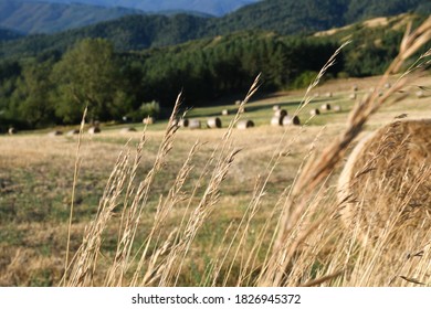 Appennines mountains near Arezzo. Bales of hay on a beveled field. Tuscany landscape. Italy.