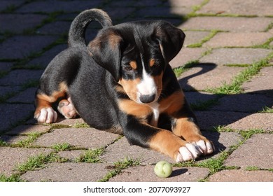 Appenzell Mountain dog, puppy, whelp