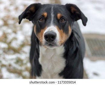 Appenzeller Mountain Dog 