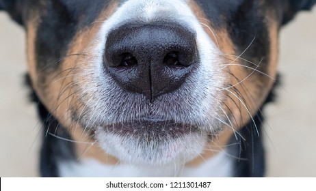 Appenzeller Mountain Dog, Dog Nose 