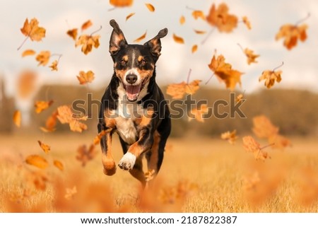 Appenzeller Sennenhund jumping in autumn leaves