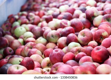 Apple background . Aplle texture . Many apples. Apples close up