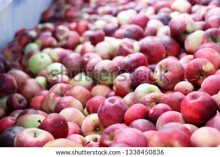Apple background . Aplle texture . Many apples. Apples close up