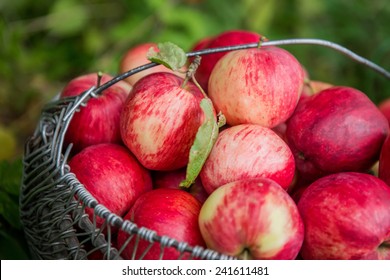 Apple Basket