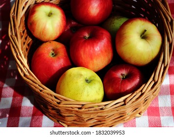 Apple Basket Full Of Juicy Organic Fruits. Autumn Bounty.