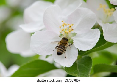 Apple Blossom And Bee