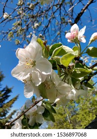 Apple Blossom. Blooming White Apple Tree. Spring And Summer Michigan Apples. Beautiful Bloom. Flowering Tree. 