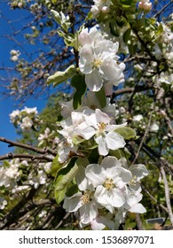 Apple Blossom. Blooming White Apple Tree. Spring And Summer Michigan Apples. Beautiful Bloom. Flowering Tree. 