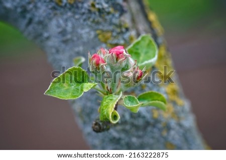 Apple blossom buds in spring, malus domestica gloster apple tree. Buds on spring apple tree. Spring branch of apple tree with pink budding buds and young green leaves close up
