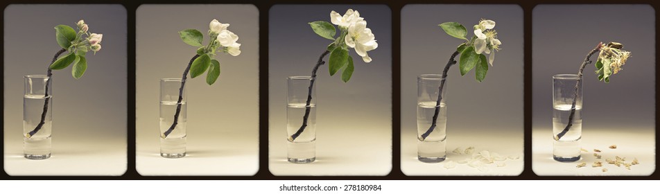 apple blossom fades in a glass - Powered by Shutterstock