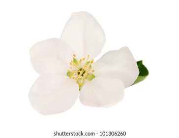 Apple Blossom Isolated On White