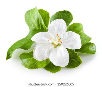 Apple Blossom Isolated On White