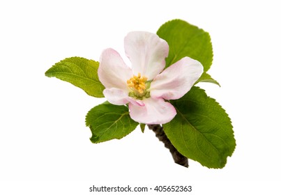 Apple Blossom Isolated On White