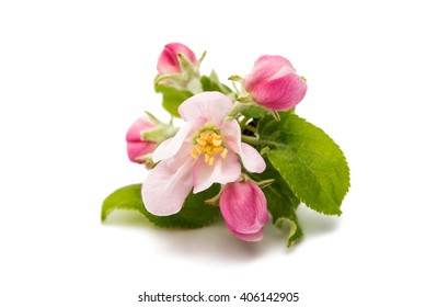 Apple Blossom Isolated On White