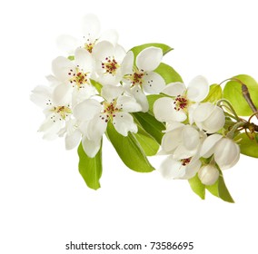 Apple Blossom Isolated On White