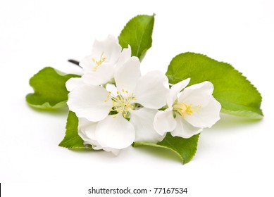 Apple Blossom Isolated On White