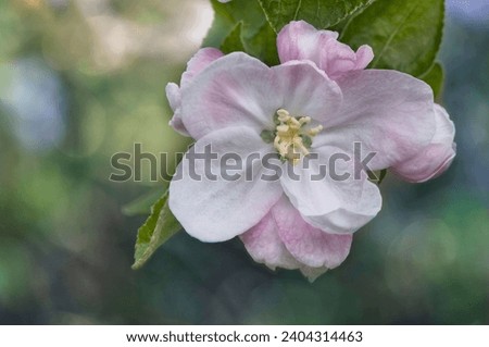 Apple blossom macro on bukeh background